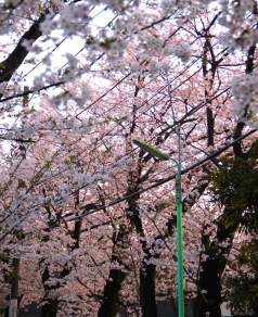 電線と桜